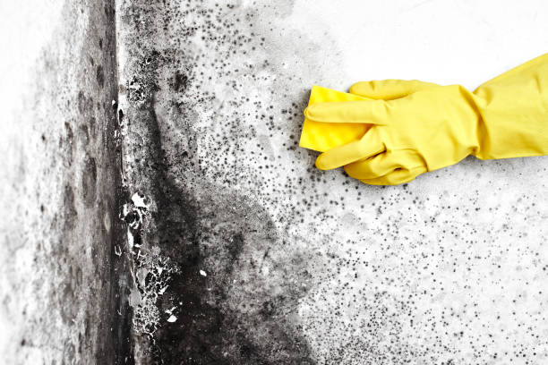 Best Home Mold Removal  in Moenkopi, AZ