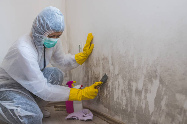 Best Toxic Mold Removal  in Moenkopi, AZ