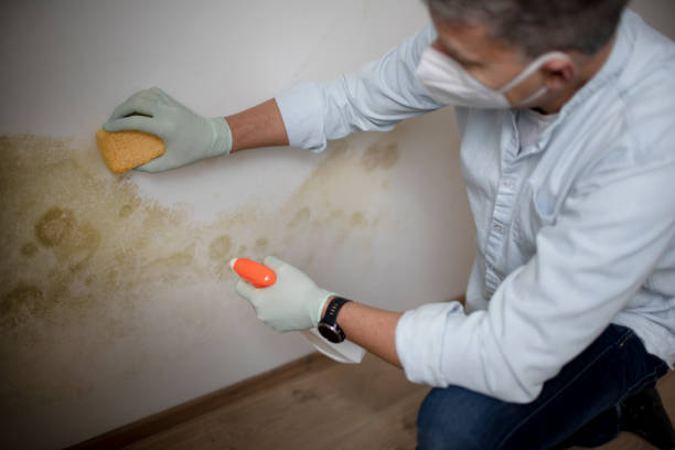 Best Local Mold Removal Service  in Moenkopi, AZ