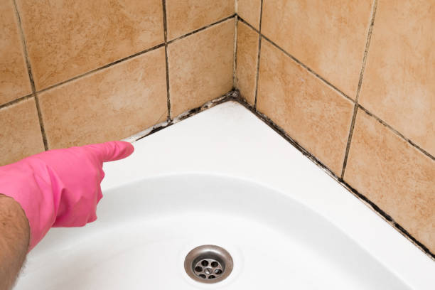 Mold Testing and Removal in Moenkopi, AZ